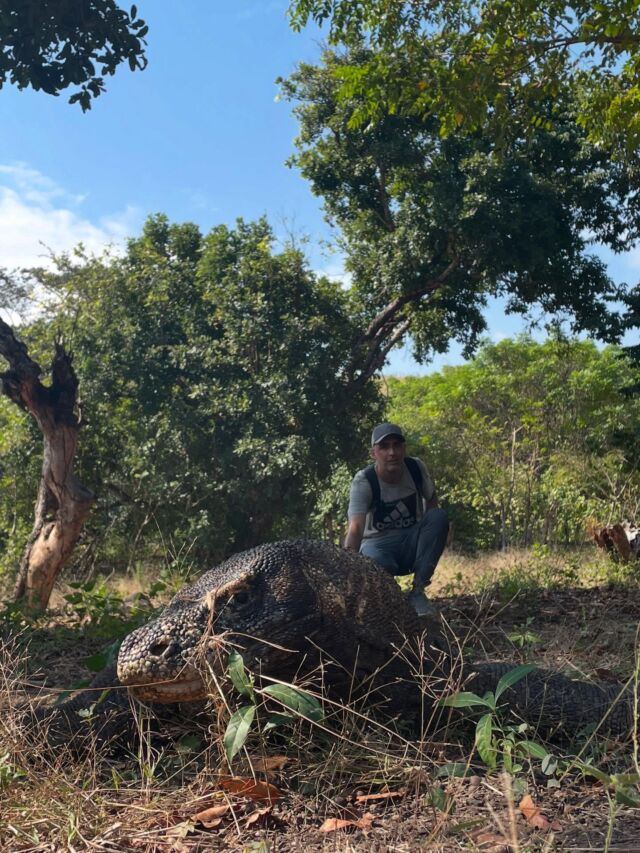 I draghi esistono !!! #komodo #komododragon #travelagent #atelierdelviaggiatore